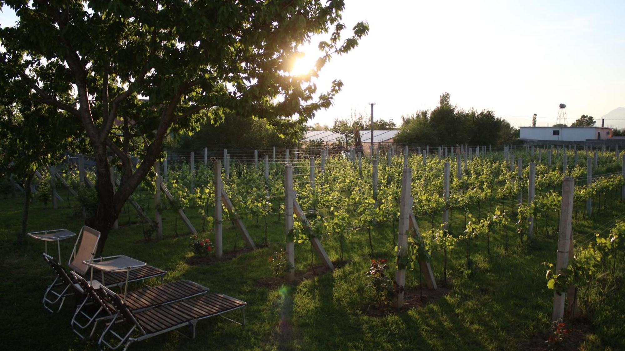 "Per Mik" Cottage In Vineyard Shkodër 外观 照片