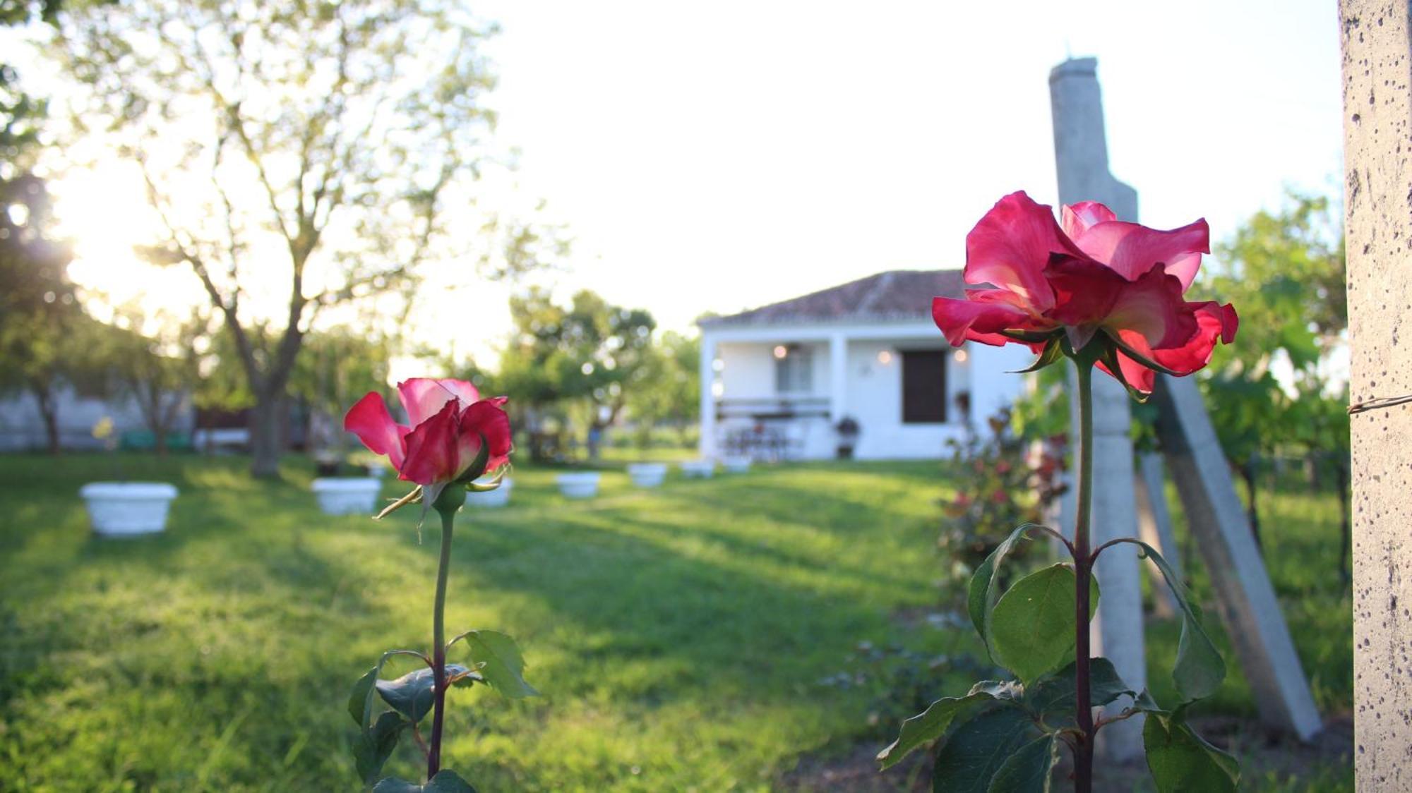 "Per Mik" Cottage In Vineyard Shkodër 外观 照片
